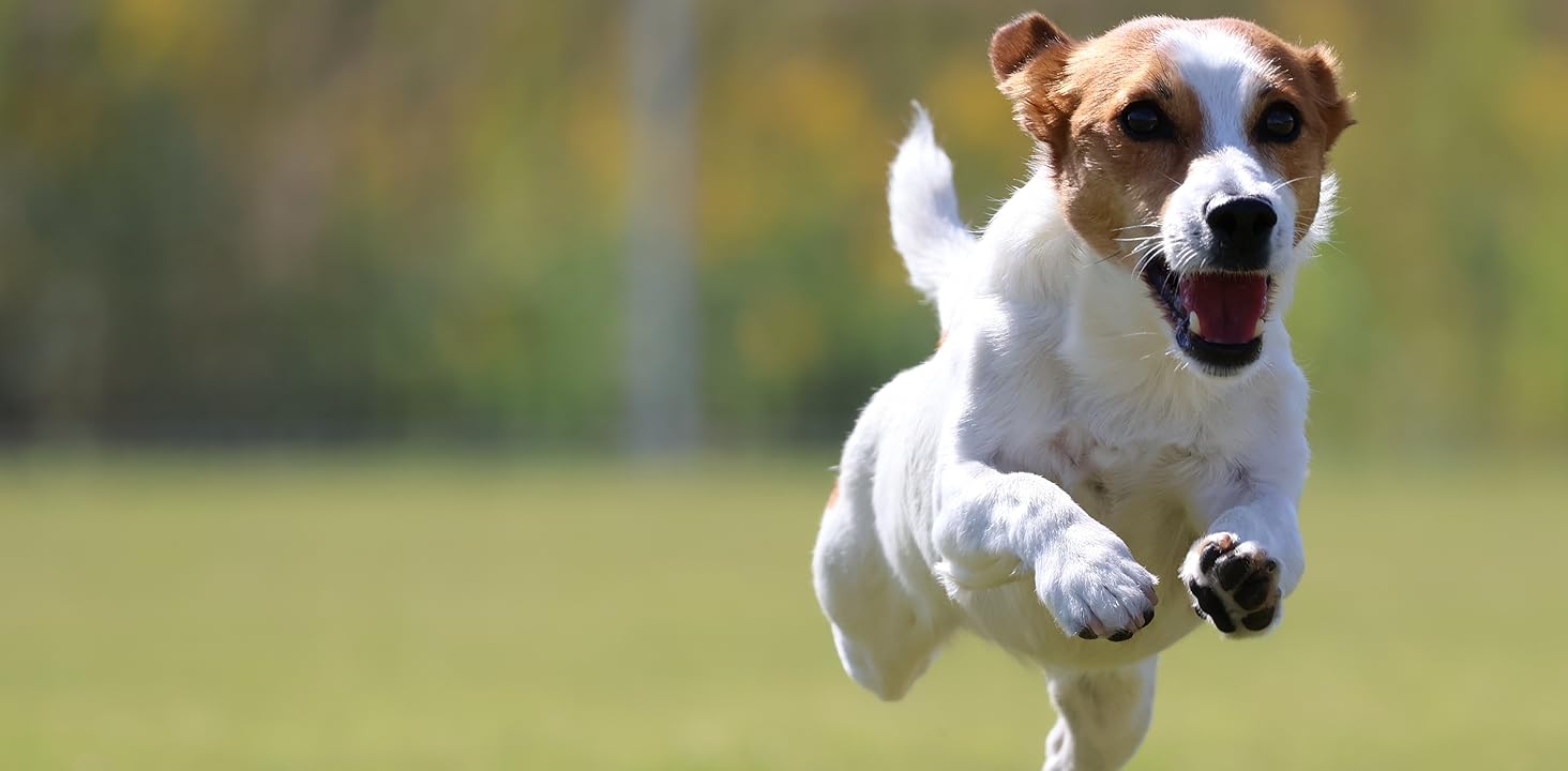 dog jumping